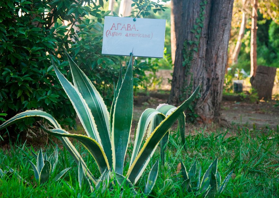 Wellness Park Hotel Gagra